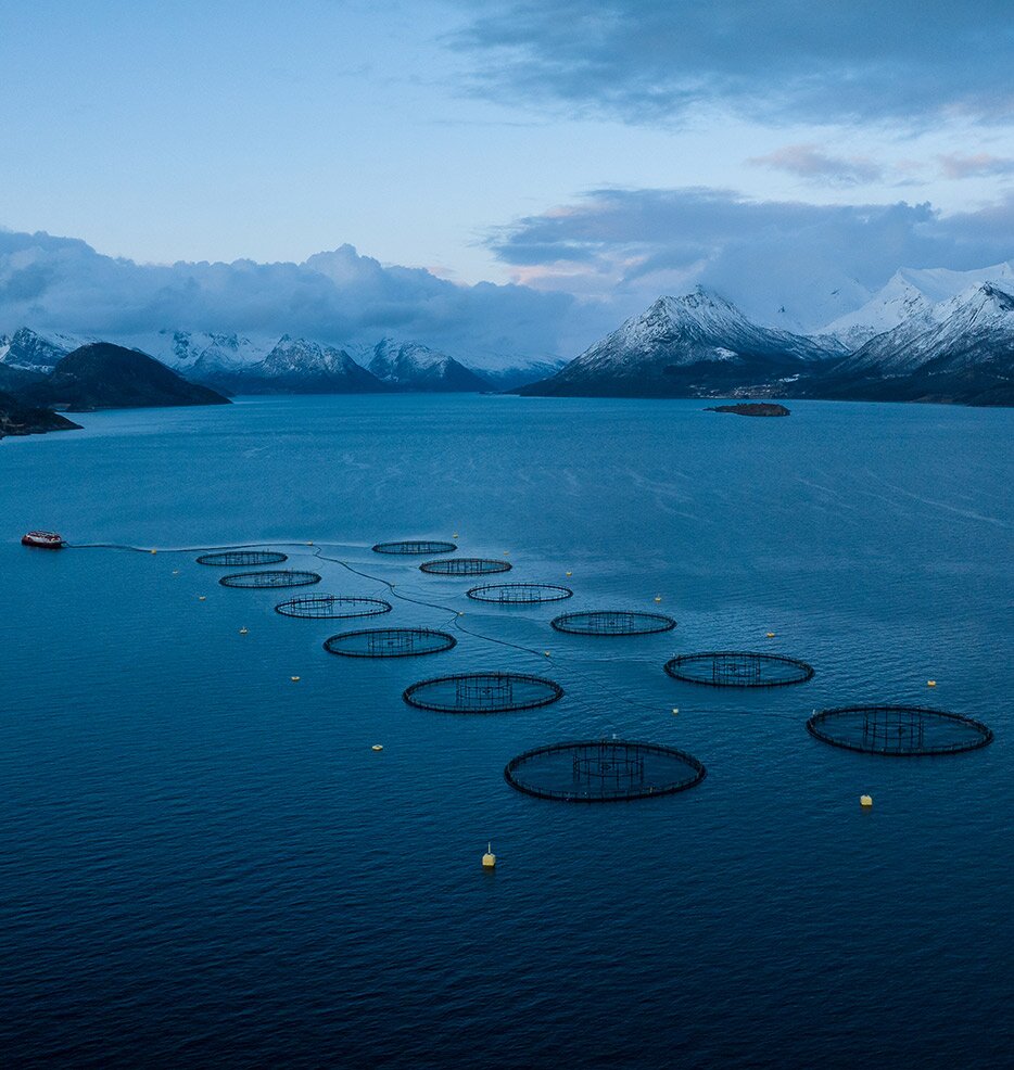 Plumes de mer à saumon