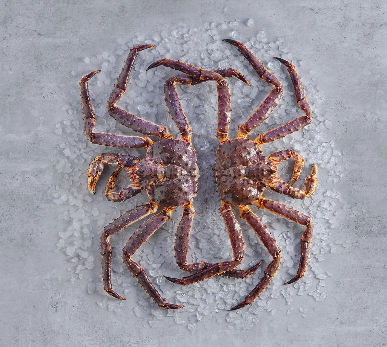 Le crabe rouge royal