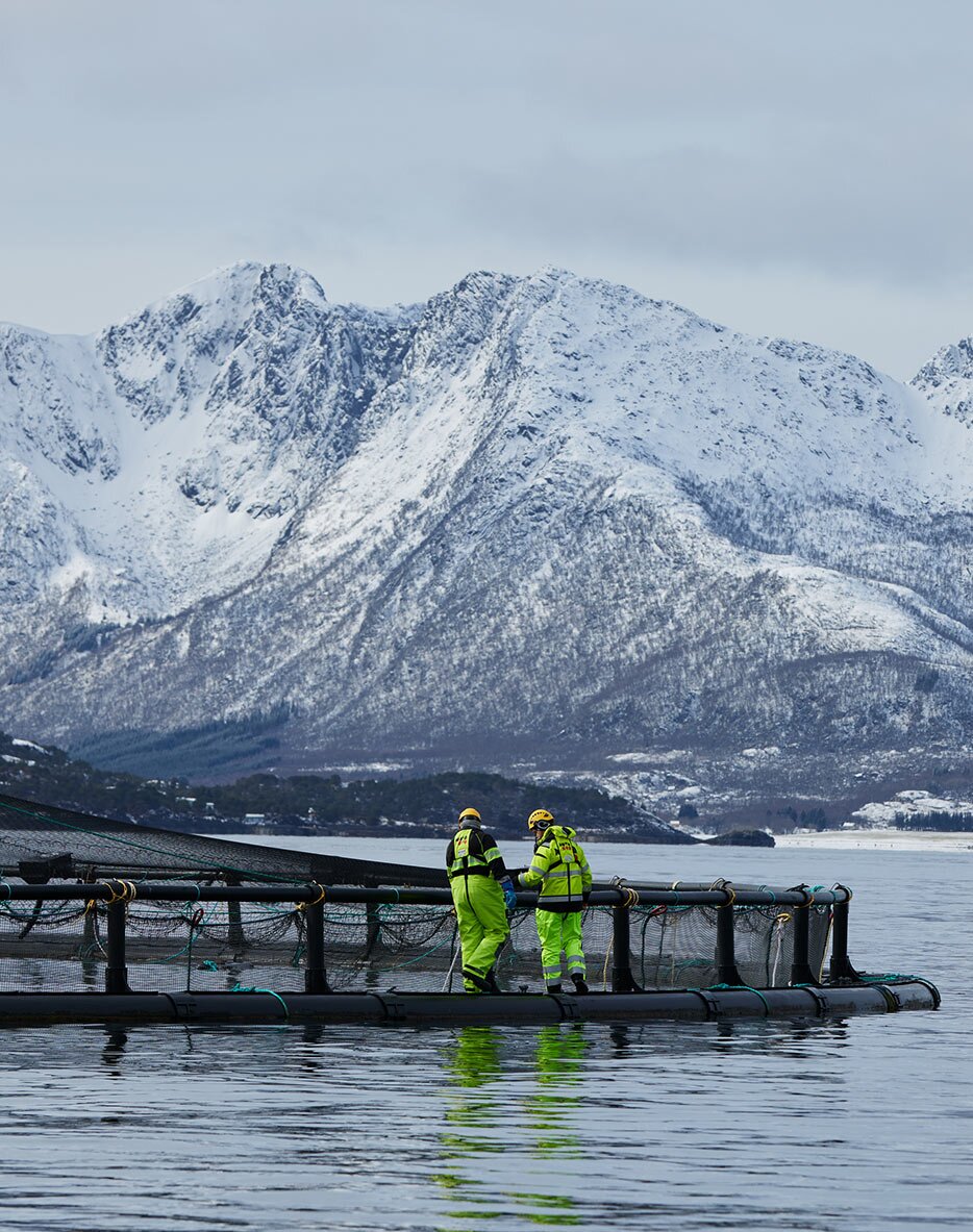 Plume de mer sur un fjord