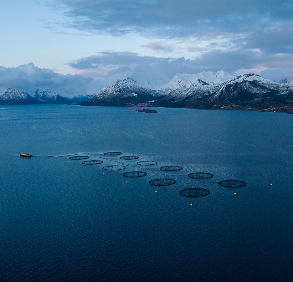 Plumes de mer dans le fjord norvégien